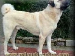 chien_de_berger_danatolie_2_20211129_2091517175